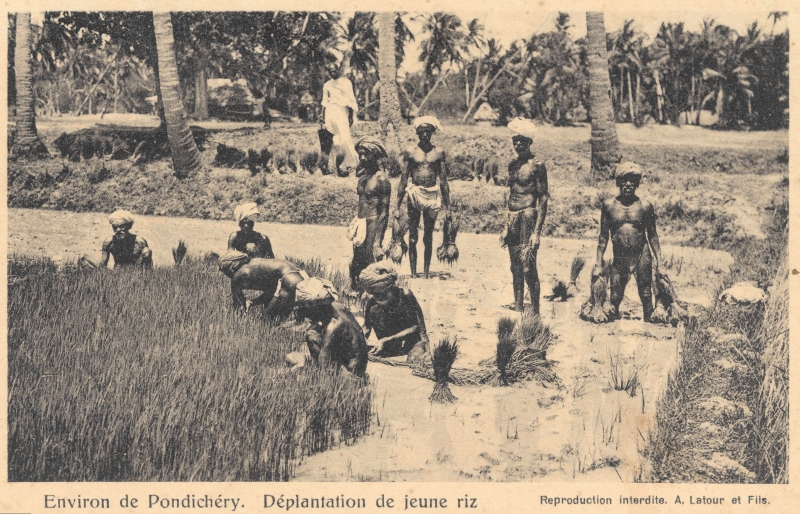 13-07 - Environs de Pondichery - deplantation de jeune riz